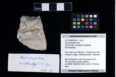 Foto (Objekt + Etikett) von Munidopsidae indet.  (NHMW-GEO-2017-0089-0024)